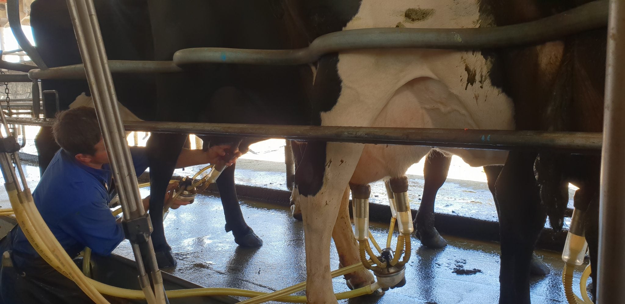 DairyFlo Milk Liner & Shell