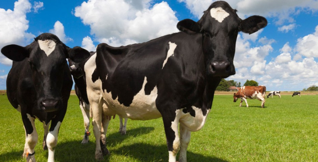Soft Plastic Milking Liners - Diminish Mastitis