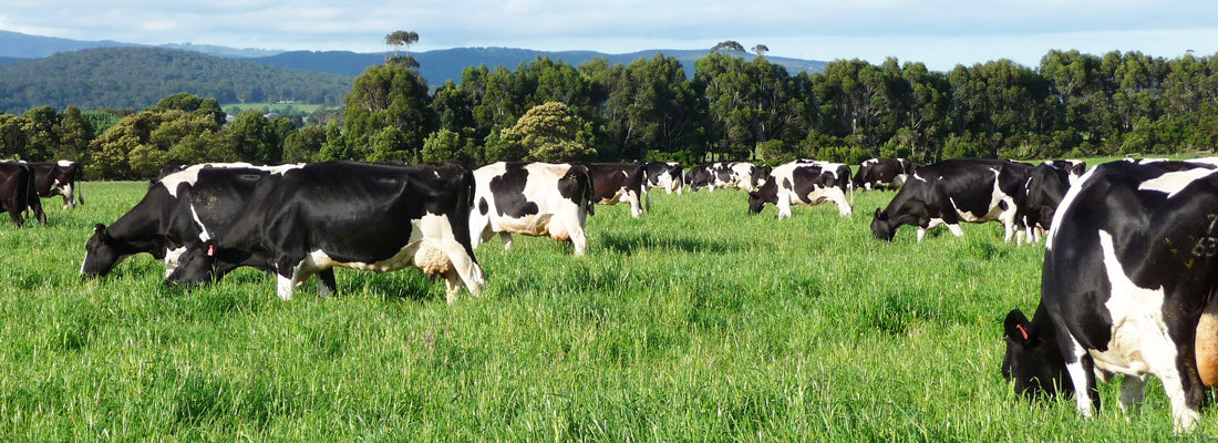Innovation key to future of NZ dairy farming