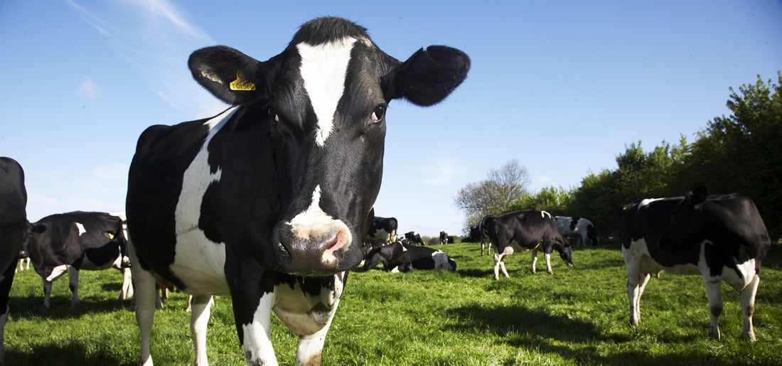 World First for Dairy Industry
